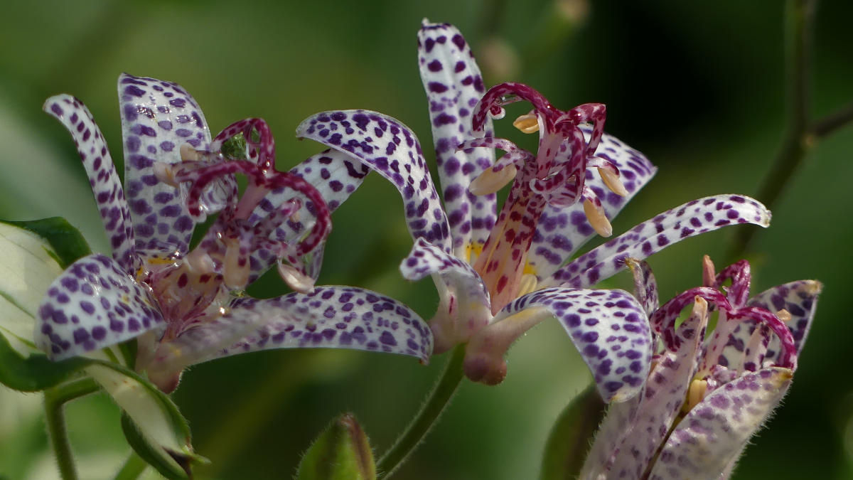 Explore the beauty of shade-tolerant plants at the JC Raulston Arboretum on the 'Shade-lover's Tour'.